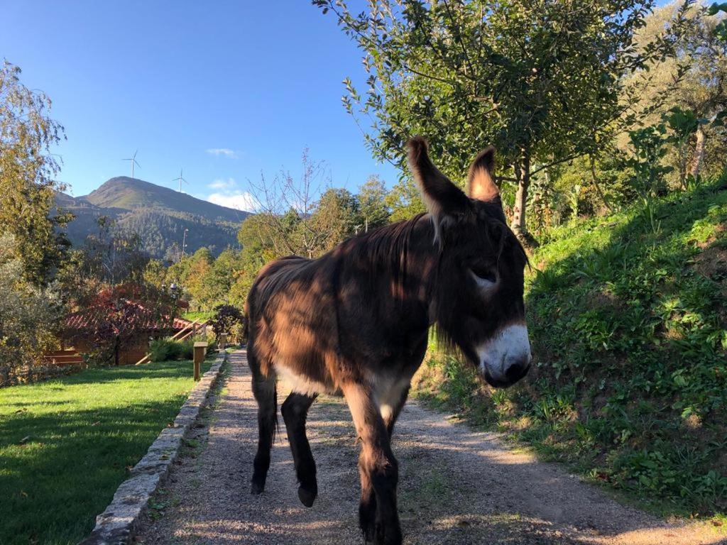 Casa Do Gaio-Turismo De Natureza Arouca Dış mekan fotoğraf