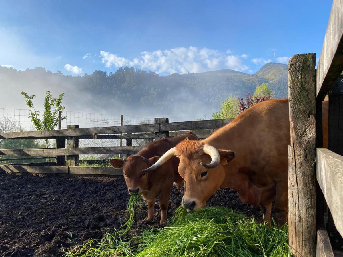 Casa Do Gaio-Turismo De Natureza Arouca Dış mekan fotoğraf